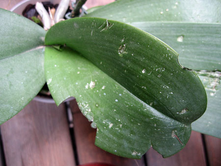 phalaenopsis granizo