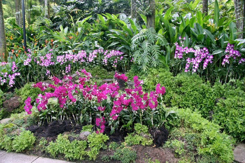 Jardín de orquídeas de Singapur | Tillandsias Aéreas