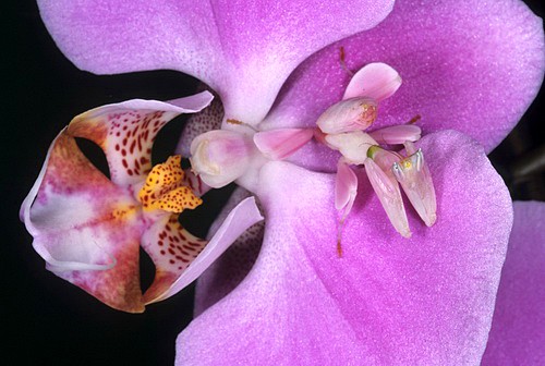La mantis orquídea | Tillandsias Aéreas